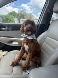 Reunited Male Dog last seen at our cabin!, Ellijay, GA 30540