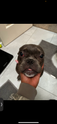 Reunited Male Dog last seen S 33rd st neighborhood behind Dillions, Wichita, KS 67217