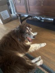 Reunited Male Dog last seen Mount Catherine Loop, just off the Mill Creek Bridge, Snoqualmie, Snoqualmie, WA 98065