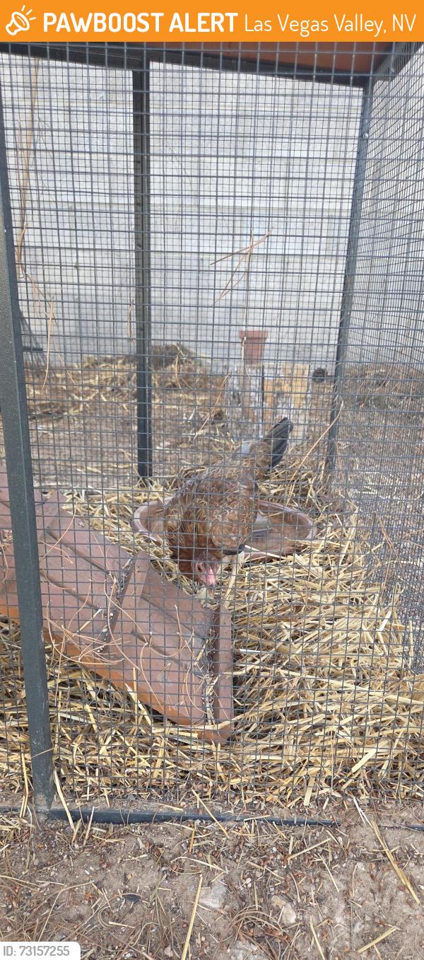 Found/Stray Female Bird last seen Tropicana and Rainbow, Las Vegas Valley, NV 89147