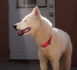 Reunited Female Dog last seen Veterans park, Dundalk, MD 21222