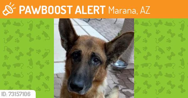 Found/Stray Male Dog last seen Coochie Canyon & Stonepipe, Marana, AZ 85658