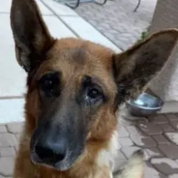 Found/Stray Male Dog last seen Coochie Canyon & Stonepipe, Marana, AZ 85658