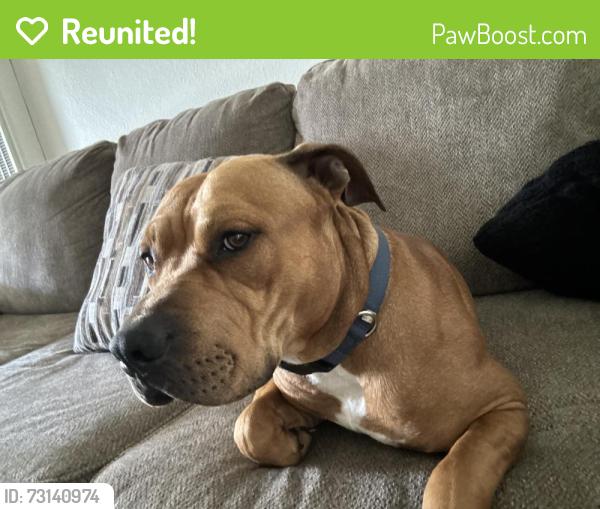 Reunited Male Dog last seen And Spinnaker, Ventura, CA 93003