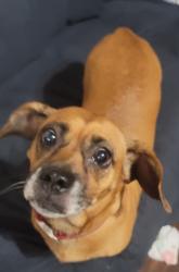 Found/Stray Female Dog last seen Ridgedale Rd, Candler, NC 28715