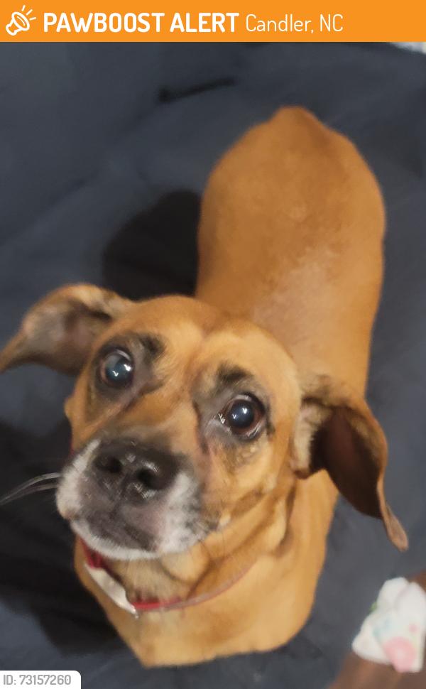 Found/Stray Female Dog last seen Ridgedale Rd, Candler, NC 28715