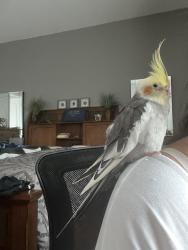 Lost Male Bird last seen Mendocino Lane, Port Orange, FL 32128