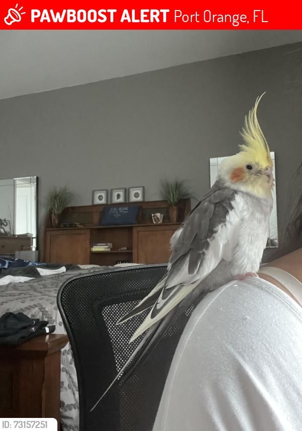 Lost Male Bird last seen Mendocino Lane, Port Orange, FL 32128