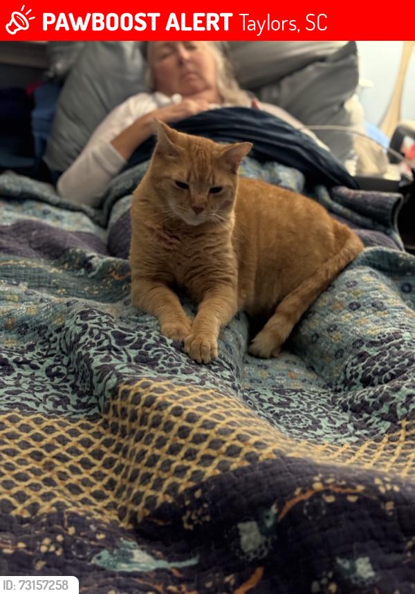 Lost Male Cat last seen Cretwood place sndecho Valley Drive, Taylors, SC 29687