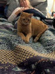 Lost Male Cat last seen Cretwood place sndecho Valley Drive, Taylors, SC 29687