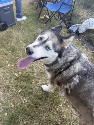 Reunited Unknown Dog last seen Near S 247th St, Des Moines, WA 98198, USA, Des Moines, WA 98198