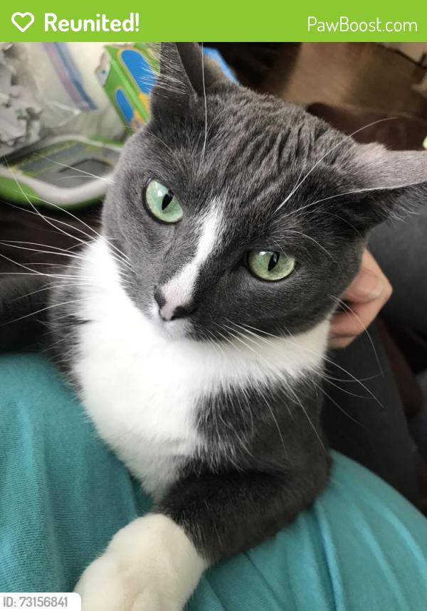 Reunited Female Cat last seen Bayou Boulevard and 12tg Avenue, Pensacola, FL 32503