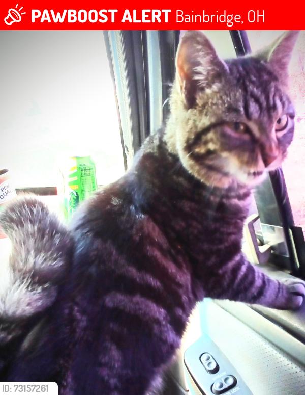 Lost Female Cat last seen Davis rd, Bainbridge, OH 45612