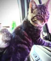 Lost Female Cat last seen Davis rd, Bainbridge, OH 45612