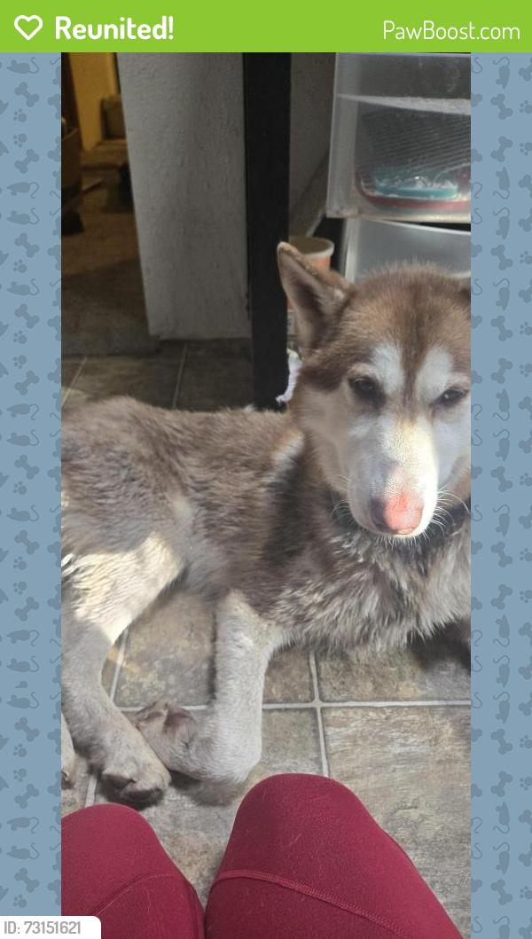 Reunited Male Dog last seen Dead end of Sorenson Rd SE. Rampart Drive, Bald Hill Rd SE, Thurston County, WA 98597