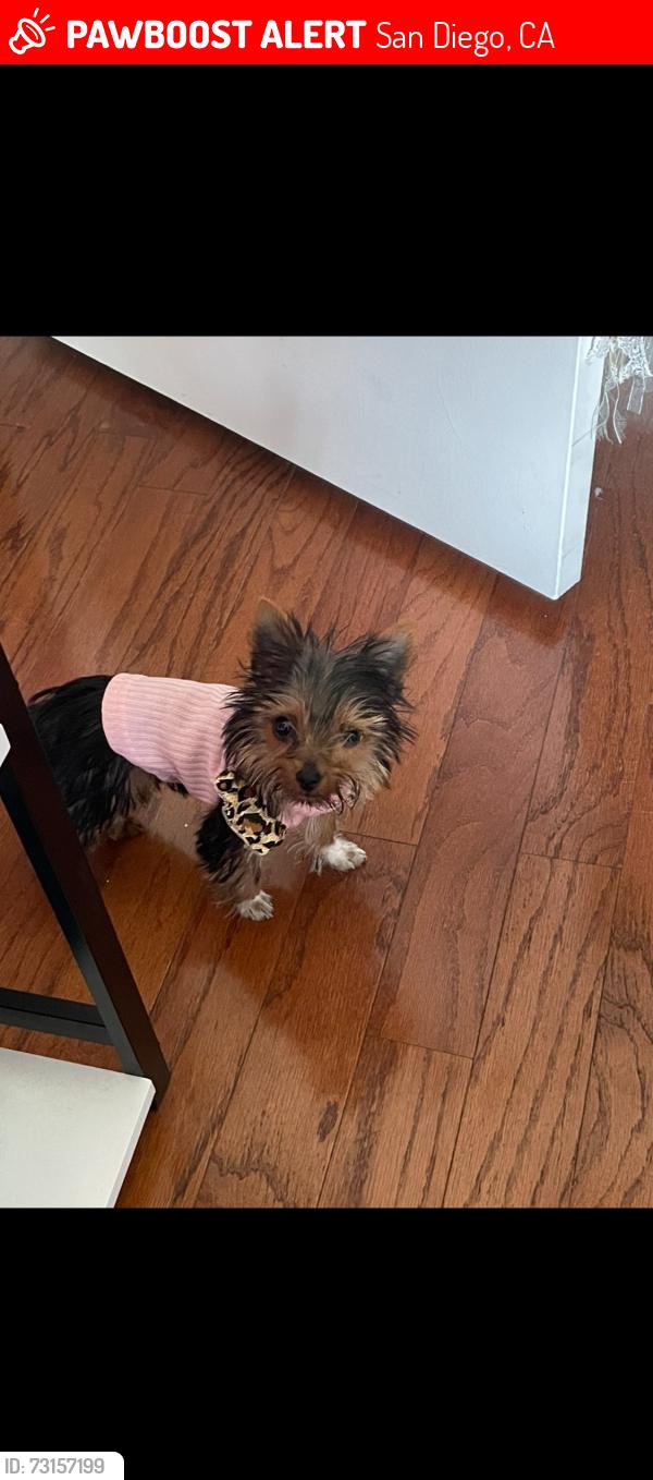 Lost Female Dog last seen Tooma, San Diego, CA 92139