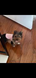 Lost Female Dog last seen Tooma, San Diego, CA 92139