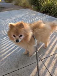 Reunited Male Dog last seen Near McKinley Pl N, Seattle WA 98103, Seattle, WA 98103