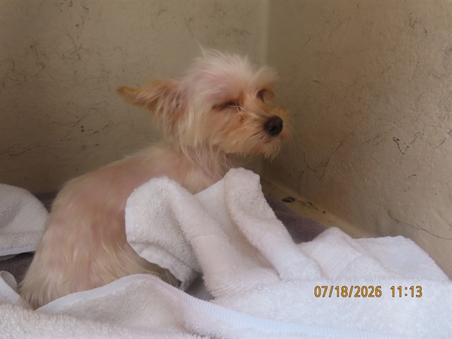 Shelter Stray Female Dog last seen A26-104642, 5501 E Van Buren St, Phoenix, AZ 85008, USA