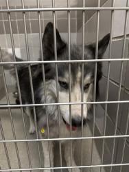 Shelter Stray Female Dog last seen RANCHO AND ALTA, 655 N Mojave Rd, Las Vegas, NV 89101, USA