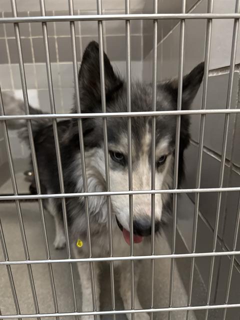 Shelter Stray Female Dog last seen RANCHO AND ALTA, 655 N Mojave Rd, Las Vegas, NV 89101, USA