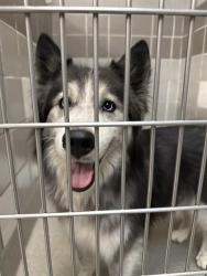 Shelter Stray Unknown Dog last seen RANCHO AND ALTA, 655 N Mojave Rd, Las Vegas, NV 89101, USA