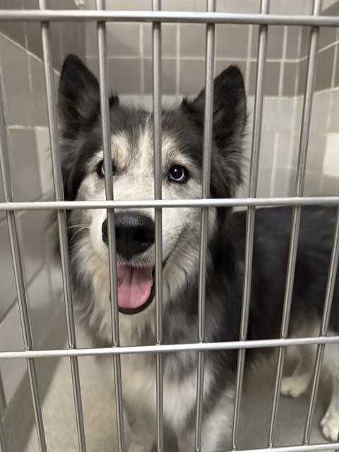 Shelter Stray Unknown Dog last seen RANCHO AND ALTA, 655 N Mojave Rd, Las Vegas, NV 89101, USA
