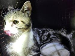 Shelter Stray Male Cat last seen Near BLOCK DASHING CREEK ST, 4710 TX-151, San Antonio, TX 78227, USA