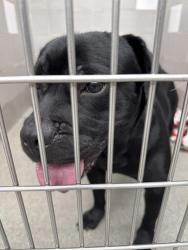 Shelter Stray Male Dog last seen RAINBOW AND WARM SPRINGS, 655 N Mojave Rd, Las Vegas, NV 89101, USA