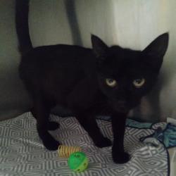 Shelter Stray Female Cat last seen , 1590 Fortmann Way, Alameda, CA 94501, USA