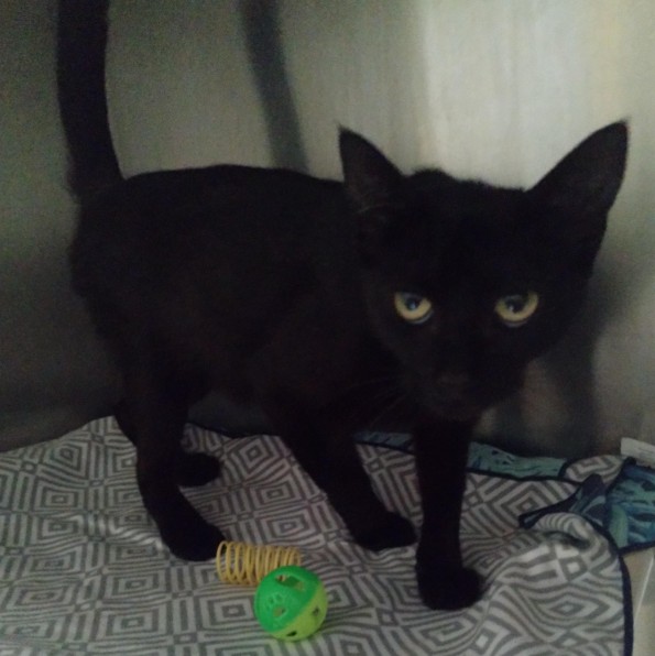 Shelter Stray Female Cat last seen , 1590 Fortmann Way, Alameda, CA 94501, USA
