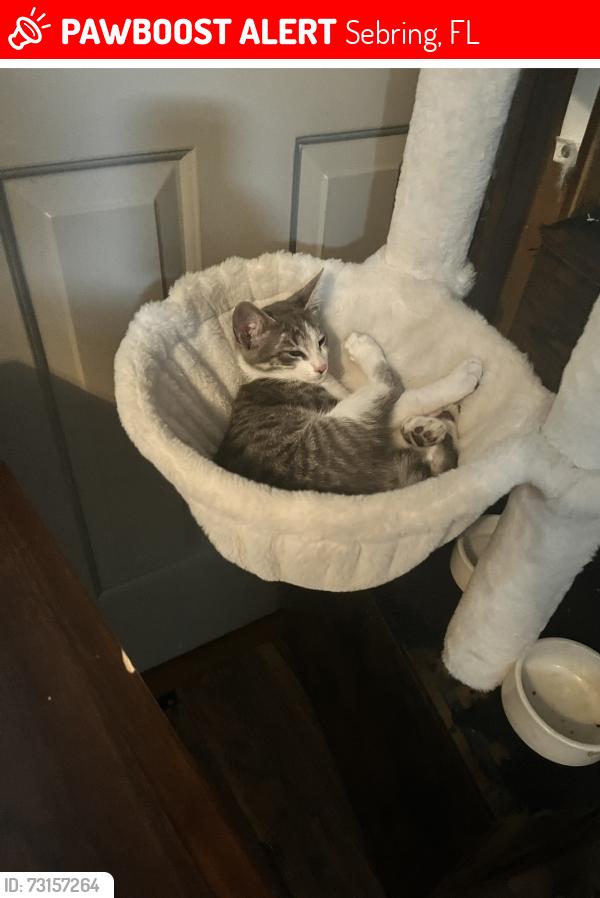 Lost Male Cat last seen Right next to thunderbird and egret where they meet, Sebring, FL 33872