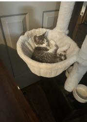 Lost Male Cat last seen Right next to thunderbird and egret where they meet, Sebring, FL 33872