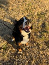 Reunited Female Dog last seen 46th and Baltimore St, Tacoma, WA 98407