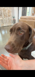 Reunited Male Dog last seen The Reserve at College Station, College Station, TX 77845
