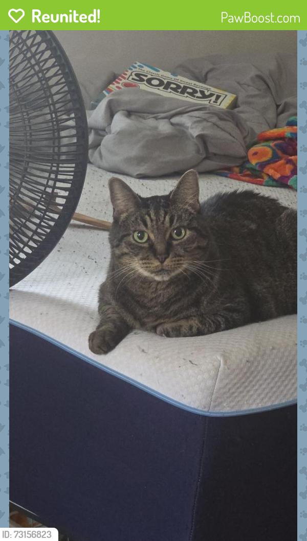 Reunited Female Cat last seen N Center Street by Haunted Trails, Crest Hill, IL 60403