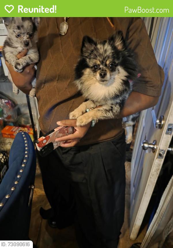 Reunited Female Dog last seen N. W 39TH Street, Fort Pierce, FL 34947