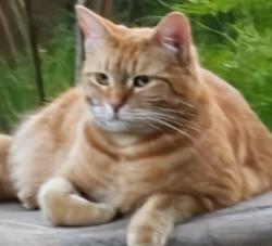 Reunited Female Cat last seen E Washington Ave., El Cajon, CA 92019