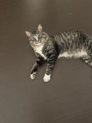 Found/Stray Female Cat last seen Found next to Awards by Jodi on Riverside, Loves Park, IL 61111