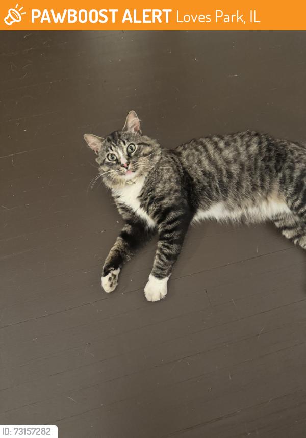 Found/Stray Female Cat last seen Found next to Awards by Jodi on Riverside, Loves Park, IL 61111