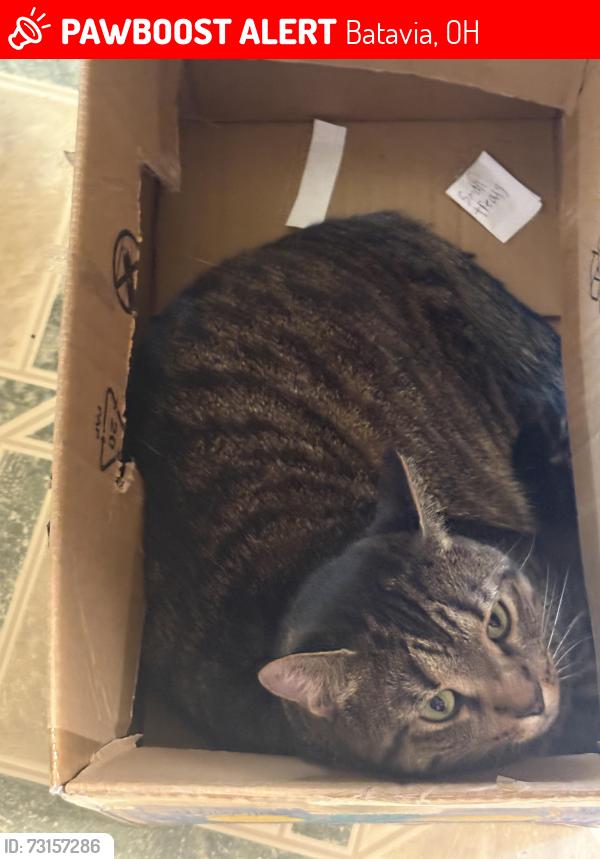 Lost Female Cat last seen Jackson, Pike Batavia, Batavia, OH 45176