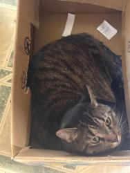 Lost Female Cat last seen Jackson, Pike Batavia, Batavia, OH 45176