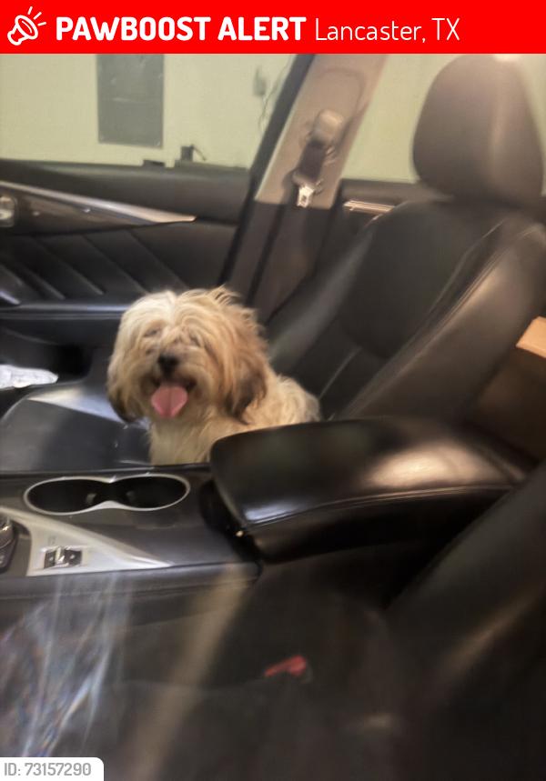 Lost Male Dog last seen Day Break, Lancaster, TX 75146