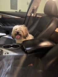 Lost Male Dog last seen Day Break, Lancaster, TX 75146