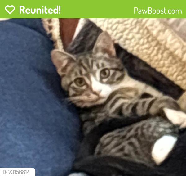 Reunited Male Cat last seen Near Lost Lake Way, Broomfield, CO 80020