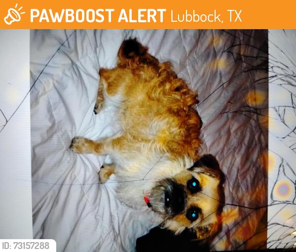 Found/Stray Female Dog last seen Ave p and 47th st., Lubbock, TX 79412