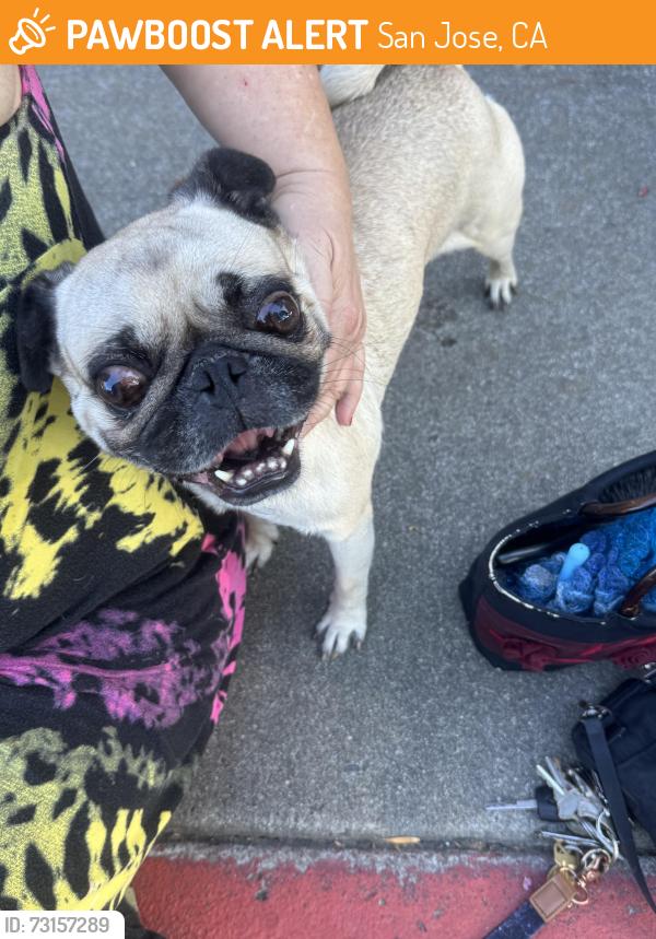Found/Stray Male Dog last seen Snell and chynoweth, San Jose, CA 95123