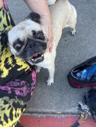 Found/Stray Male Dog last seen Snell and chynoweth, San Jose, CA 95123