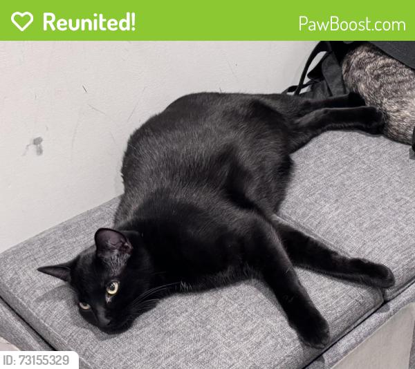Reunited Male Cat last seen Withrow/Broadview, Toronto, ON M4K 2N4