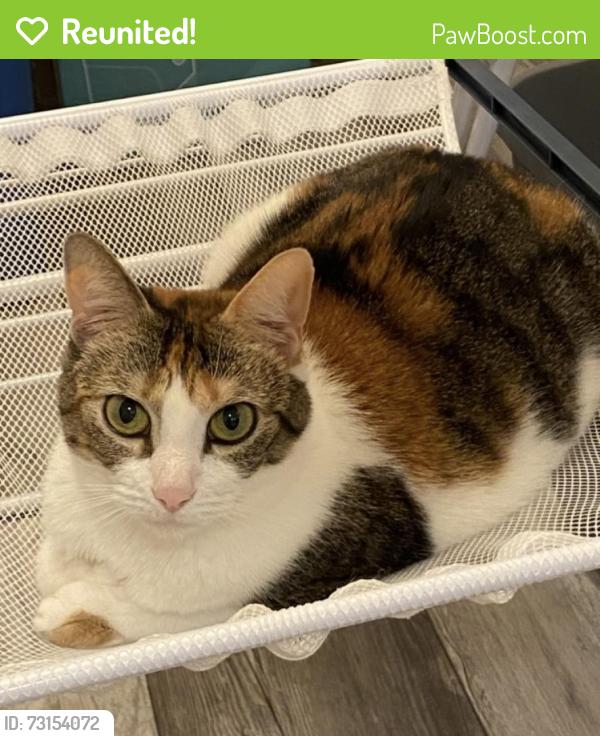Reunited Female Cat last seen Millbridge Rd and Kelly Driver Rd, Clementon, NJ 08021